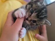 Kleine Katzen ab 20.07 - Offenbach (Main)