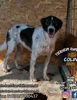 COLIN - Lieben, Leben, Bellen - Waakirchen