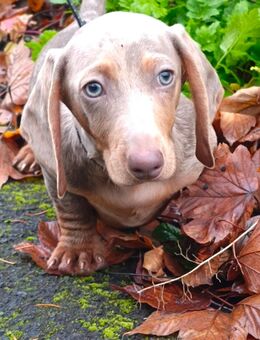 Der kleine Dackel Clown sucht eine Couch - Bad Kreuznach
