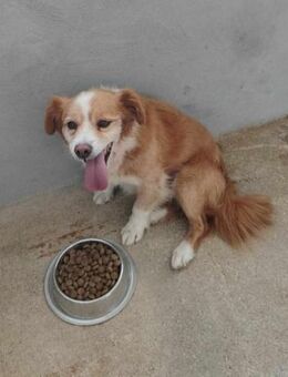 Lieber Tamino - Eichenzell