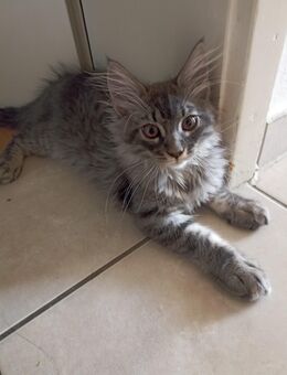 Main Coon Mix Katerchen - Augsburg