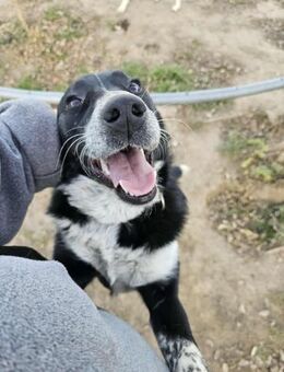 Wasserratte Cupcake sucht ihr Zuhause - Großefehn