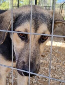 Nickolas - kleiner Überlebenskünstler - Mettmann