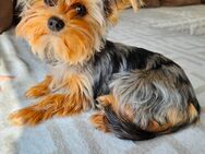 Yorkshire Terrier Blue Merle 7 Monate junges, liebes Hundemädchen sucht neues Zuhause - Blumberg