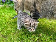 ❤️Kitten süße Kätzchen getigert Katzenbaby❤️ Tiger Katze - Am Mellensee