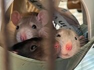 Süße wunderschöne Farbratten / Ratten aus privater Kleinzucht - Kaufbeuren