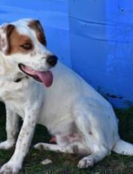 Peter sucht sein Zuhause - München