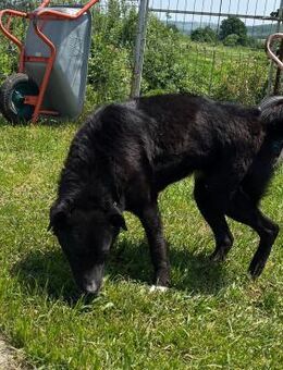 ☀️Liebevolle Gigi sucht dich!🐾 - Eislingen (Fils)