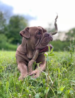 New English Bulldog Rüde - Bad Gandersheim