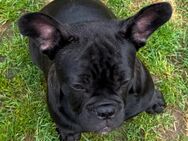 Französische Bulldogge Hündin - Detmold