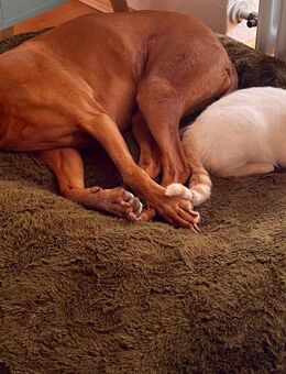Timmy und Findus suchen neue Familie - Murnau (Staffelsee)