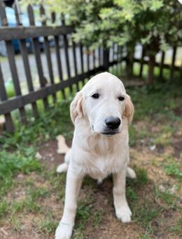 Golden Retriever Welpe Hündin - Schönenberg-Kübelberg