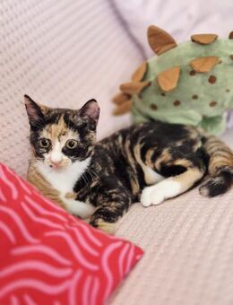 Casi- Katzenbaby sucht bessere Zukunft - Bad Camberg