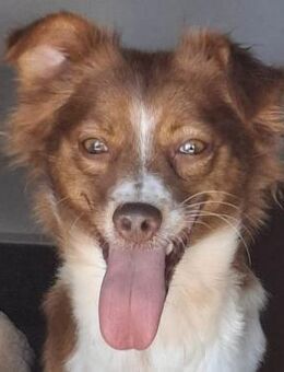 Mika - DRINGEND - Lenzen (Elbe) Zentrum