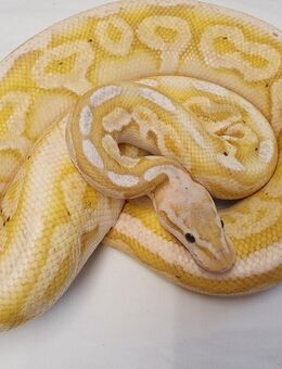 Königspython / 1.0 Coral Glow Super Pastel Cinnamon Phantom - Teublitz