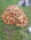 Verkaufe Futterrüben in 99195