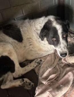 Marie - Handicap-Hund mit Herz - Aerzen