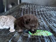 Reinrassig Bkh Kitten - Kamp-Lintfort