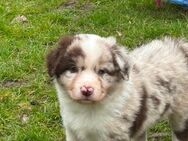 Mini Australian Shepherd Welpen MASCA suchen..