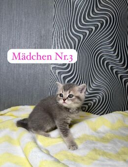 Reinrassige bkh kitten lilac grau Blue golden Shell Shaded Chocolate braun blau katze Kater kätzchen - Ahlen