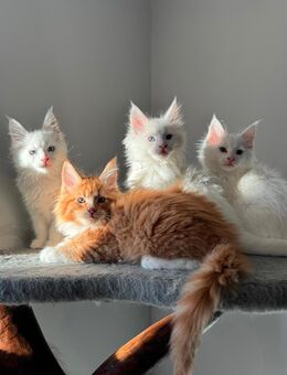 Typvolle Maine Coon Kitten möchten ausziehen - Wismar