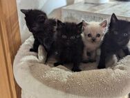 Russische Blau - BLH Kitten - Staßfurt Neundorf