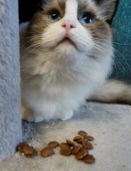 Ragdoll Kitten mit Stammbaum ab sofort - Gochsheim