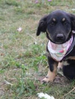 Zwerg Zwiebel sucht ein liebevolles Zuha - München