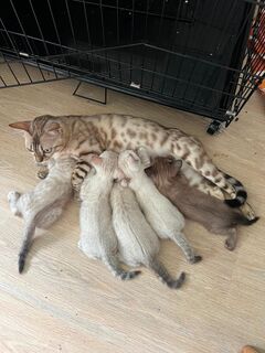 Reinreissige Bengal Snow Kitten in Wunderschönen Farben und Muster