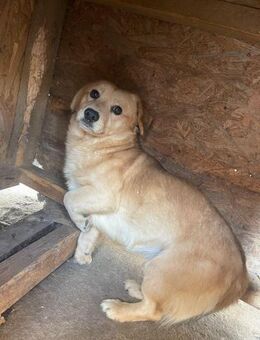Schüchterner COFFEE sucht liebes Zuhause - Neuberg