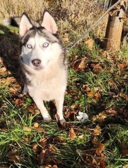 Auch Nula sucht ihre Familie 🙏❤️ - Mylau