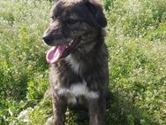 Wonneproppen Lexi - Jestetten