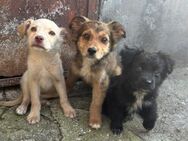 3 auf einen Streich - Winsen (Aller)