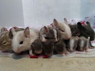 Süße Degu Kids,tolle Farben: viel schoko-, blue-non,Sandschecke suchen demnächst ihr First Class Hotel - Hille