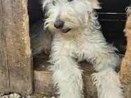Biborka sucht Ort zum ankommen - Velbert