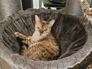 Snow Bengal Katze Mila 9 Jahre - Höxter