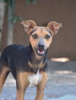 Ron im Tierheim geboren Mr - Ludwigshafen (Rhein)