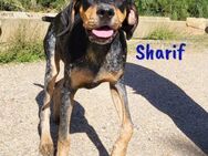 Sharif sportlicher Begleiter 5/24 ESP - Ruppertsecken