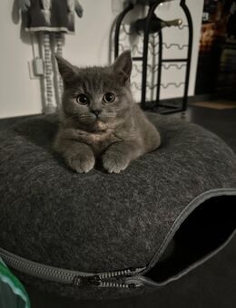 Süße Babykatze - Herzberg (Harz)