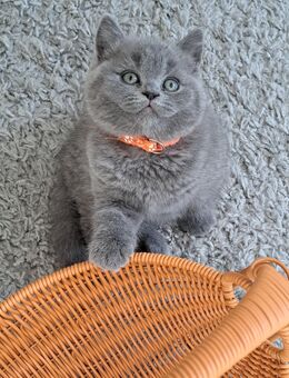 Bkh kitten reinrassige kurzhaar. - Osnabrück