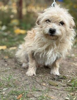 Sonnenschein Boriska sucht ihre Menschen - Heinsberg