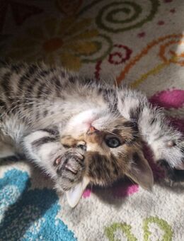 Baby katzen britische kurzhaare - Gelsenkirchen Altstadt