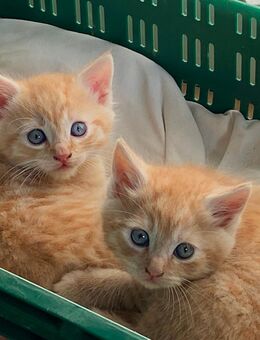 Main coon Mix Babys - Dietenhofen