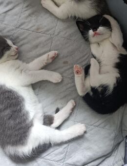 Kittenpaar sucht Zuhause in verkehrsberuhigter Umgebung - Vellahn