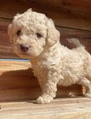 Labradoodle F3 Multigen Doodle Welpen Labrador x Pudel in 46446