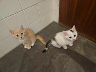 Verkaufe 2 süße kater - Kühbach