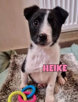 Heike sucht ihr FürImmerZuHause 🐾 - Neuberg