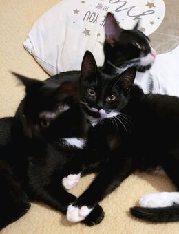 Zahme verspielte Hauskatzen zu verkaufen - Bremen