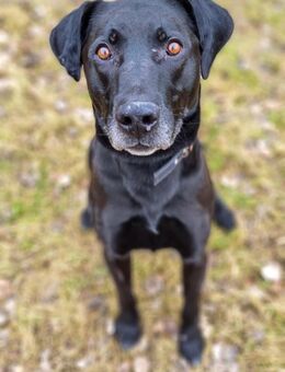 Bruno - Schwielowsee