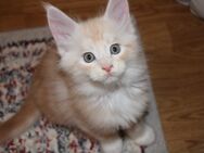 Reinrassige Maine Coon kitten - Berlin